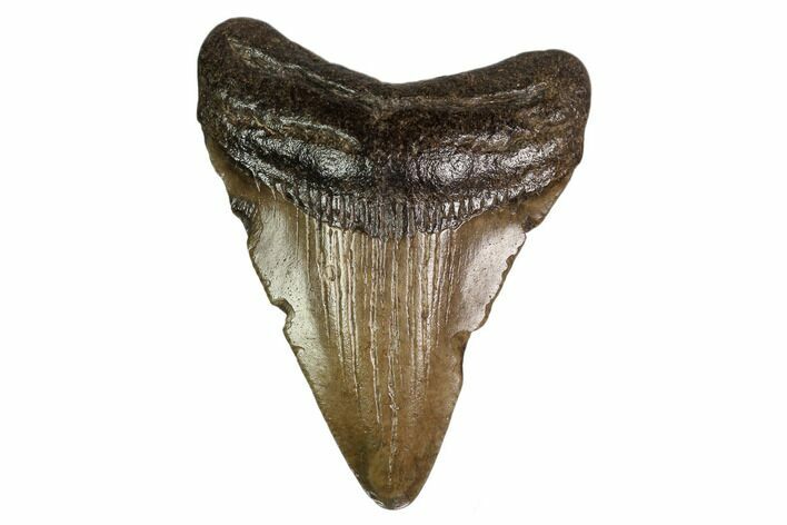 Juvenile Megalodon Tooth - Georgia #158755